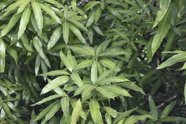Nahaufnahme Mango Blätter Aus Dem Indischen Garten — Stockfoto