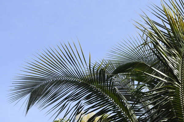 Céu Azul Claro Com Palmeira — Fotografia de Stock