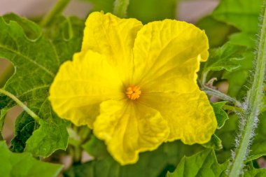 Çiçeklenen Bitter kavunu (Momordica charantia ya da acı kabak bitkisi olarak da bilinir).