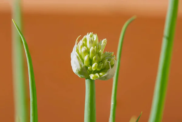 開花するタマネギの植物のマクロ写真 ロイヤリティフリーのストック画像