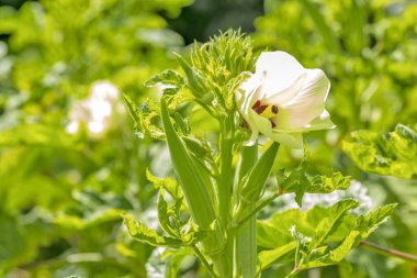 Okra ya da Okro Abelmoschus esculentus (Türkçe: 