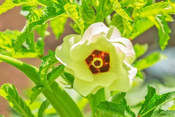 Окра Okra Або Okro Abelmoschus Esculentus Квіткова Рослина Сім Мапуче — стокове фото