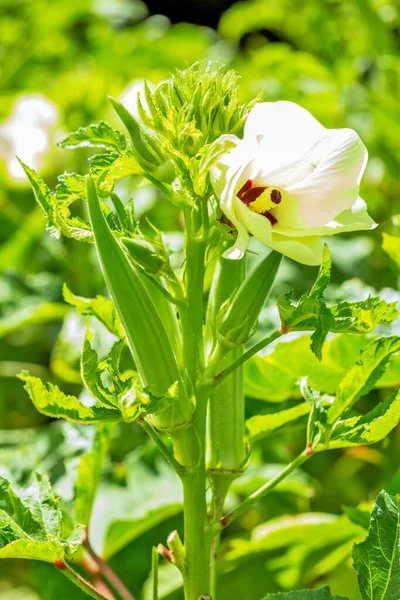 在许多英语国家被称作 女士的手指 Okra或Okro Abelmoschus Esculentus 是一种在软糖族中开花的植物 — 图库照片