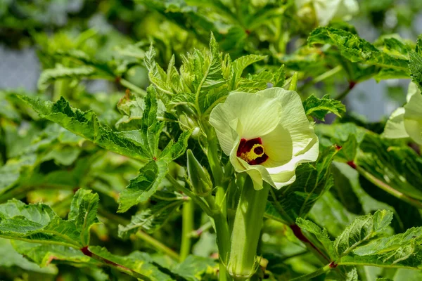 在许多英语国家被称作 女士的手指 Okra或Okro Abelmoschus Esculentus 是一种在软糖族中开花的植物 — 图库照片