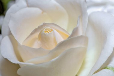 Bahçedeki çiçek açan beyaz gülü kapat..