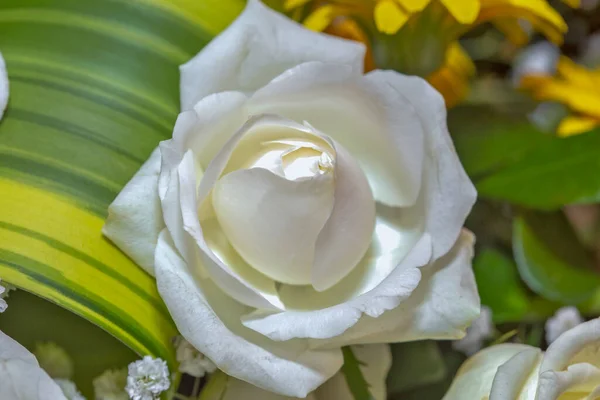 Κοντινό Πλάνο Του Ανθισμένου Λευκού Τριαντάφυλλου Στον Κήπο — Φωτογραφία Αρχείου