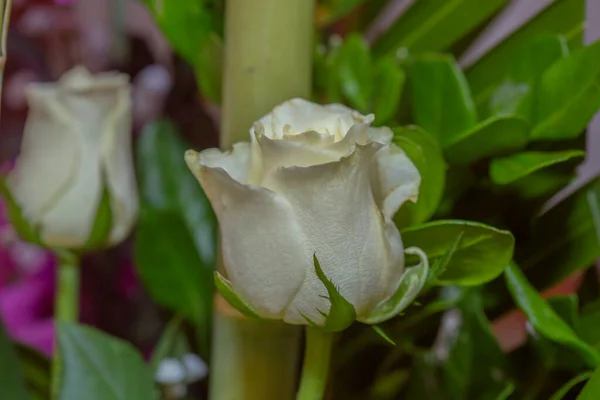 Κοντινό Πλάνο Του Ανθισμένου Λευκού Τριαντάφυλλου Στον Κήπο — Φωτογραφία Αρχείου