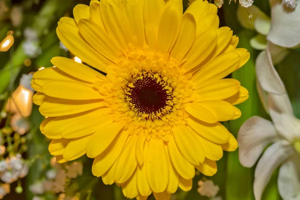 Close Blooming Yellow Gerbera Daisy — Stock Photo, Image
