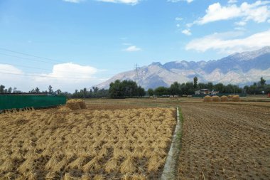 Jammu Kaşmir Hindistan 'da pirinç hasadı