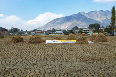 Jammu Kaşmir Hindistan 'da pirinç hasadı