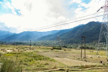 Hindistan 'ın Jammu & Kashmir ilçesine bağlı Ganderbal ilçesinin Kangan köyünde otlayan bir grup koyun.