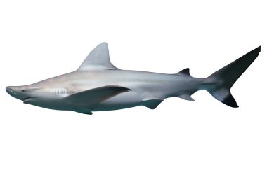 Image of a white shark, predator of the sea.