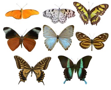 Collection of colorful butterflies of different sizes