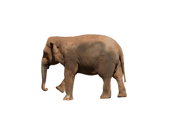 Image African Elephant Big Pachyderm — Stock Photo, Image