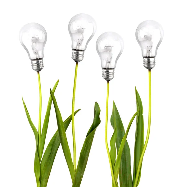 持続可能性の概念として電球と新鮮な花 — ストック写真