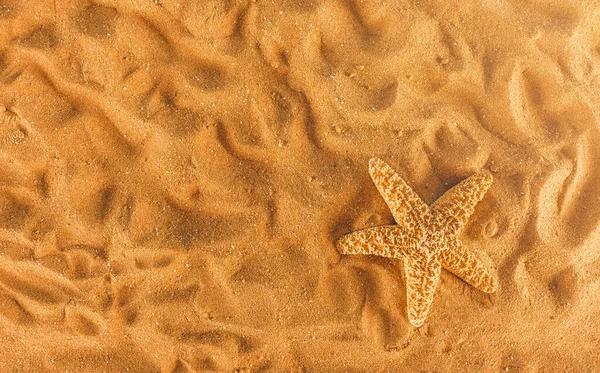 Background Starfish Golden Beach — Φωτογραφία Αρχείου