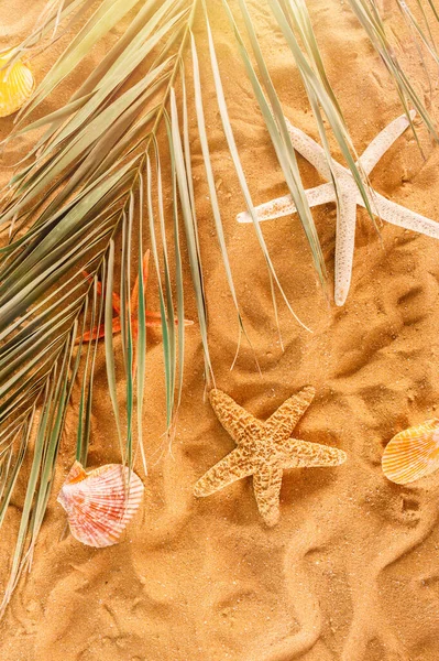 Estrella Mar Conchas Playa Dorada —  Fotos de Stock