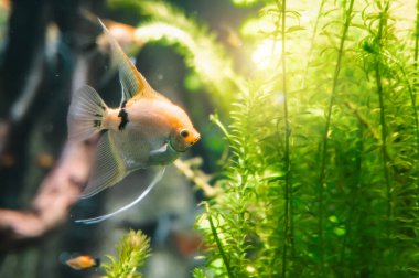 Temiz bir okyanusun altında tropikal renkli balıklar