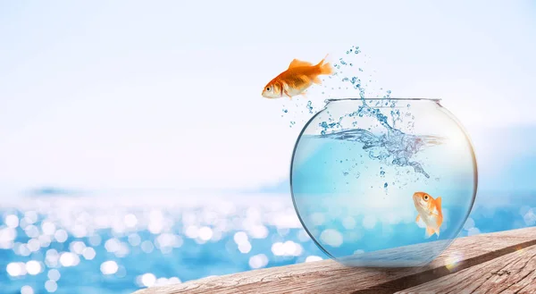 Goldfish Leaps Out Aquarium Throw Itself Ocean — Stock Photo, Image