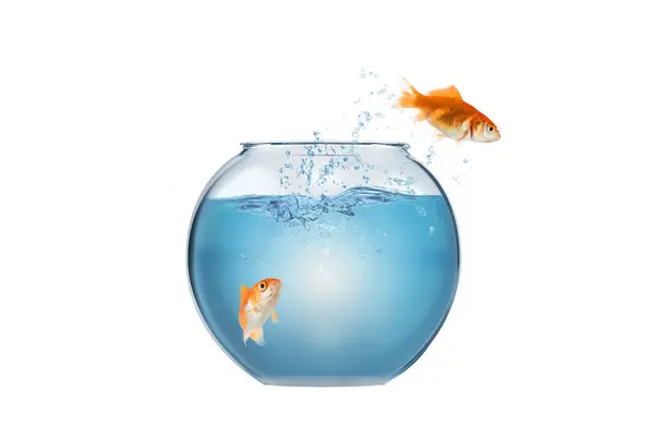 Goldfish Salta Para Fora Aquário Para Jogar Oceano — Fotografia de Stock