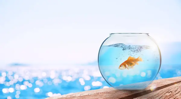 Goldfish Salta Para Fora Aquário Para Jogar Oceano — Fotografia de Stock