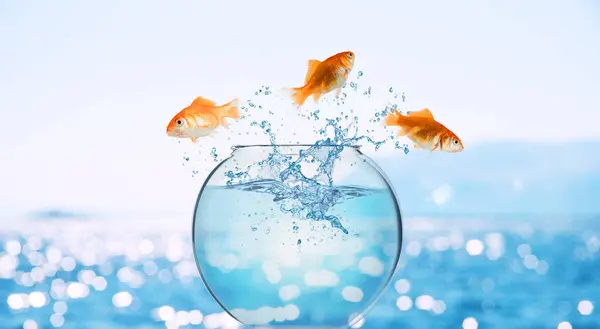 Goldfish Salta Para Fora Aquário Para Jogar Oceano Imagem De Stock