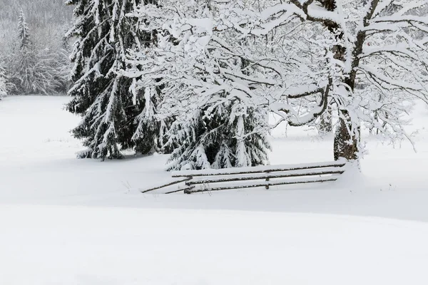 Pohon Pohon Pinus Sepanjang Lereng Resor Ski Bukovel Ukraina — Stok Foto