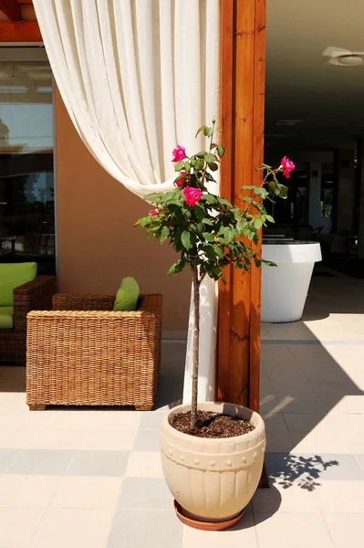 The pot with a blooming rose plant is near outdoor restaurant at the modern luxury hotel, Pieria, Greece