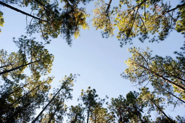 从下往上望去 看到中心蓝天的树冠汇合在一起 在春天的林地或森林里复制空间 图库图片