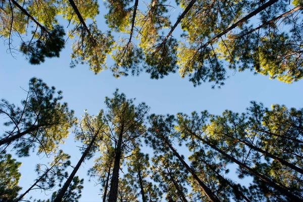林子里的一排树木 从下面望去 望着绿色的树冠 头顶上蓝蓝的天空 逐渐向后倾斜 图库图片