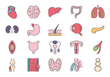 İç Organlar İlgili Vektör Simgeleri Ayarlandı. Üreme Sistemi, Beyin, Kalp, Kan Taşıyıcı, Akciğerler, Karaciğer, Göz, Pankreas, Sidik, Böbrek, Mide, Omurga, Rahim ve daha fazlasını içerir.
