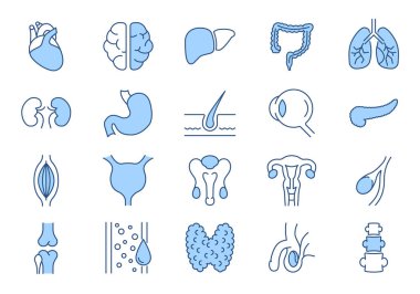 İç Organlar İlgili Vektör Simgeleri Ayarlandı. Üreme Sistemi, Beyin, Kalp, Kan Taşıyıcı, Akciğerler, Karaciğer, Göz, Pankreas, Sidik, Böbrek, Mide, Omurga, Rahim ve daha fazlasını içerir.