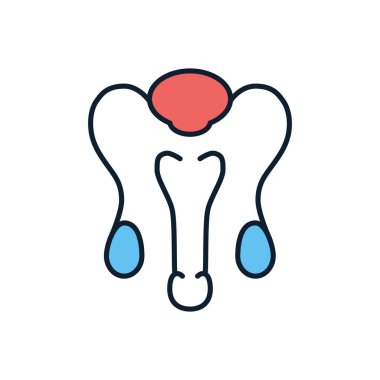 Erkek üreme sistemi Ilgili vektör çizgi simgesi. Beyaz arka planda yalıtılmış. Düzenlenebilir kontur