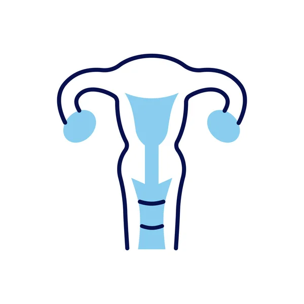Uterus Related Vector Line Icon Aislado Sobre Fondo Blanco Carrera — Archivo Imágenes Vectoriales