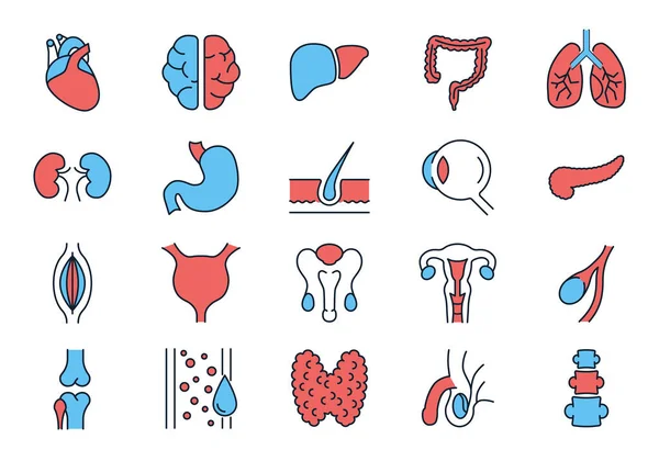Internal Organs Related Vector Icons Set Contains Icons Reproductive System — Stock Vector