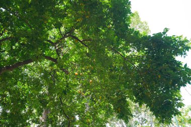Ho Chi Minh City 'deki Tao Dan Park' ta görülen bir ağaç..