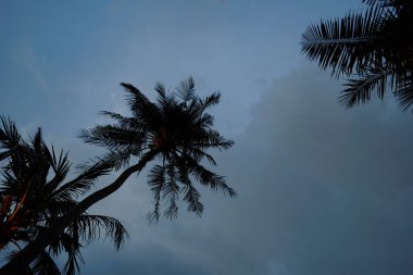 Phuket 'teki palmiye ağaçlarının alt görüntüsü.