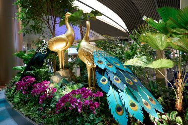 SINGAPORE - NOVEMBER 06, 2023: Singapur Changi Havalimanı 'nda Deepavali temalı tavus kuşu süslemeleri.