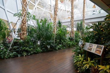 SINGAPORE - NOVEMBER 04, 2023: Singapur Changi Havaalanı 'nın içi.