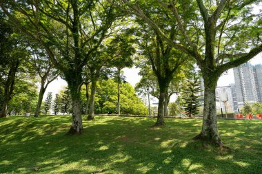 KUALA LUMPUR, MALAYSIA - 08 Mart 2023: Taman Tasik Büyükşehir Kepong 'daki ağaçlar.