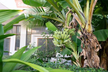 CHIANG MAI, THAILAND - 20 Ekim 2023: Chiang Mai 'de görülen yeşil muz dalı.