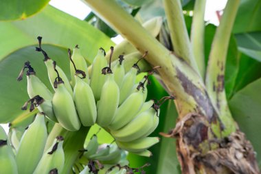Chiang Mai 'de görüldüğü gibi yeşil muz dalını yakından çek..