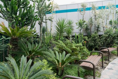SINGAPORE - 25 AĞUSTOS 2024: Changi Havalimanı 'ndaki Kaktüs Bahçesi, çevre manzaralı bir alanda çeşitli kaktüslerin yer aldığı.