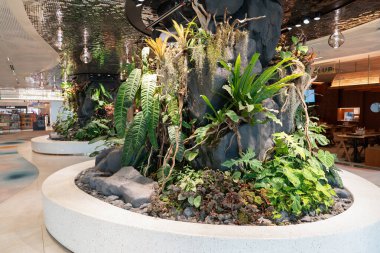 SINGAPORE - 25 AĞUSTOS 2024: Changi Uluslararası Havalimanı, Singapur 'da görülen bitkiler, canlı yeşilliği modern terminal tasarımıyla harmanlayarak doğal ve rahatlatıcı bir atmosfer yarattılar..