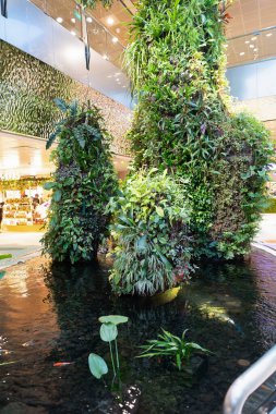SINGAPORE - 25 AĞUSTOS 2024: Changi Uluslararası Havalimanı, Singapur 'da görülen bir bahçe, canlı yeşilliği modern terminal tasarımıyla harmanlayarak doğal ve rahatlatıcı bir atmosfer yaratıyor..