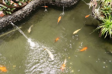 ŞARKI - 25 AĞUSTOS 2024: Changi Havalimanı 'ndaki Büyülü Bahçe' de uzanan küçük bir gözlem platformundan görüldüğü gibi koi göleti.