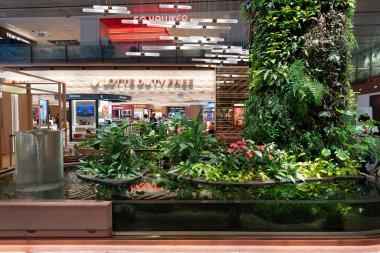 SINGAPORE - 25 AĞUSTOS 2024: Changi Uluslararası Havalimanı, Singapur 'da görülen bitkiler, canlı yeşilliği modern terminal tasarımıyla harmanlayarak doğal ve rahatlatıcı bir atmosfer yarattılar..
