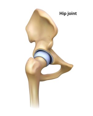 Kalça eklemi. İzole vektör illüstrasyonu