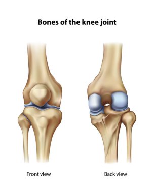 Diz eklemi. İzole vektör illüstrasyonu