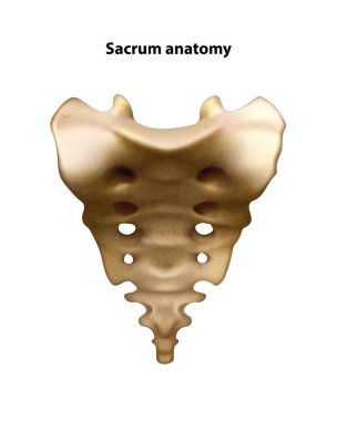 Sacrum anatomisi. İzole vektör illüstrasyonu